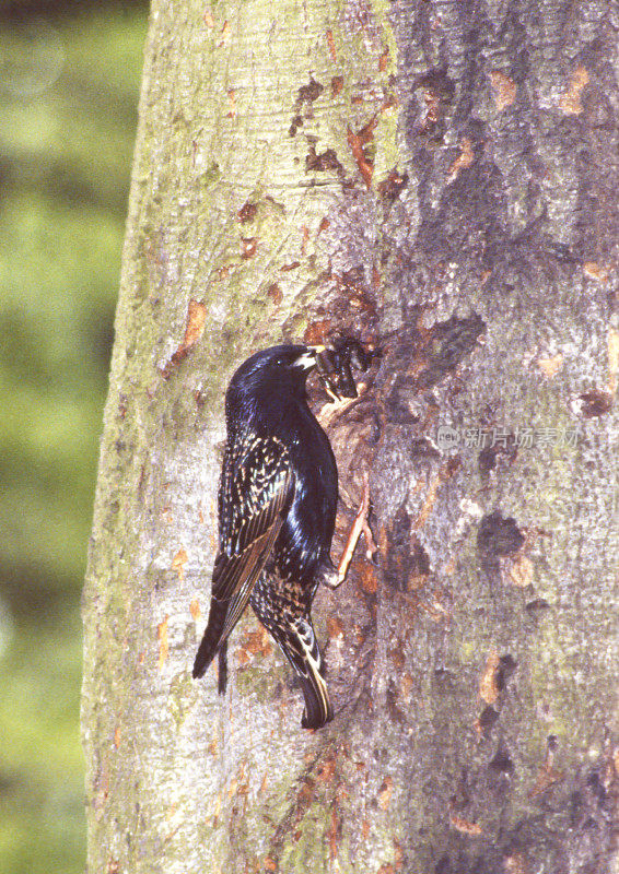 普通椋鸟(Sturnus vulgaris)的巢